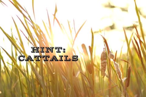 The hint is Cattails - Little Boho Valley