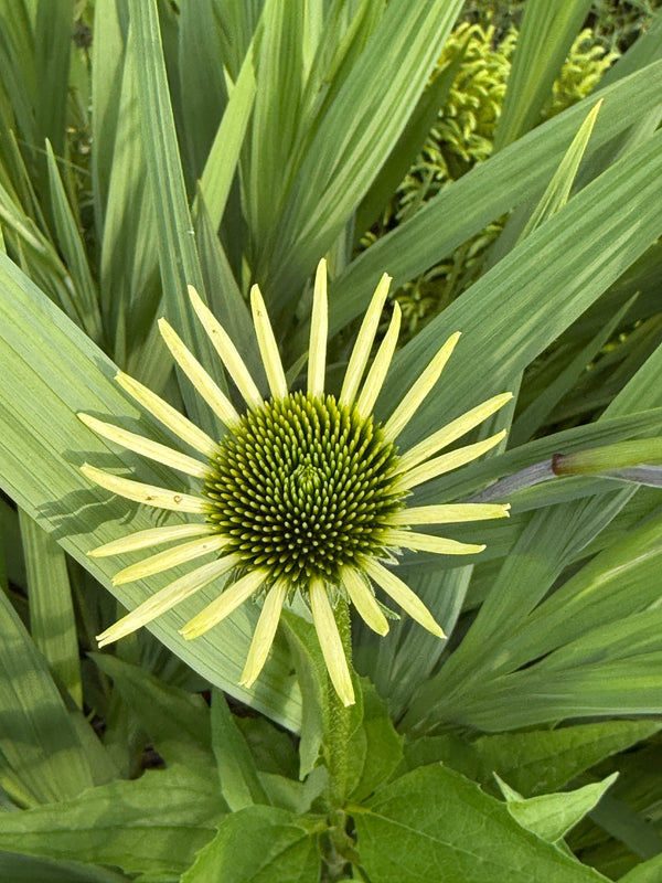 Wellness - Little Boho Valley