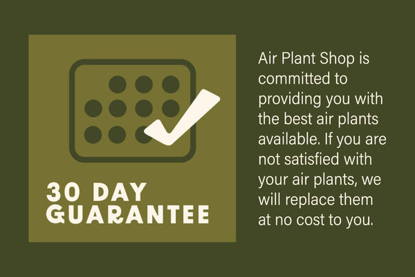 Air Plant Shop - Large Tillandsia Green Abdita Air Plants