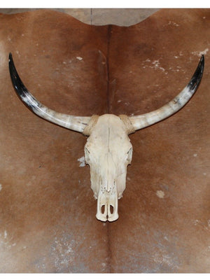 LONGHORN SKULL - EVENT RENTAL Gypsy Jule